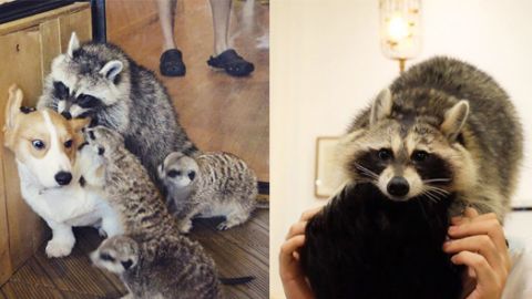 泰國動物 Cafe 激罕動物攬上身