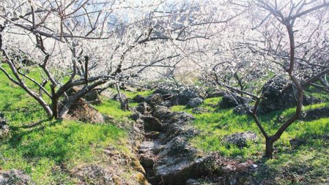 詩情畫意　光陽梅花節