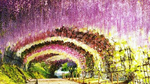 你不得不知　日本 5 色絕景