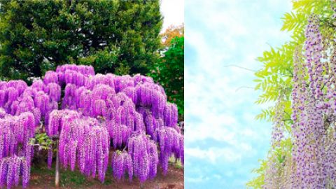 福岡 賞夢幻紫藤推介