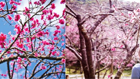 你知唔知　日本櫻花有幾多種？