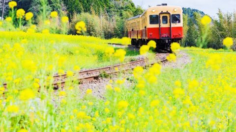花田一日遊 養老溪谷靚景推介
