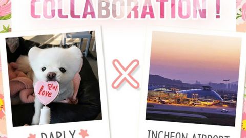報告！ 韓國仁川機場出現萌爆松鼠狗！