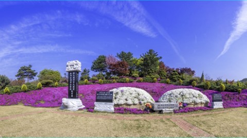 唔再頭「岳岳」 韓國鎮安都有芝櫻