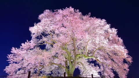 尋找日本 5 棵最靚櫻花樹