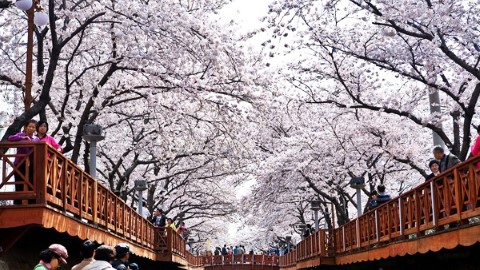 【#機票情報】限時即搶 $88 飛首爾、釜山、濟洲