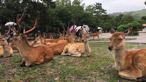 你要知道的 奈良鹿點頭目的！