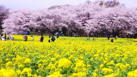 東京市中心 必到油菜花名所