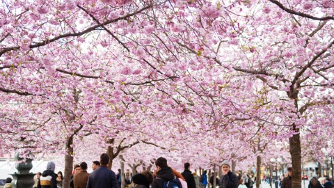 無心插「櫻花」 北歐出現謎樣花見！