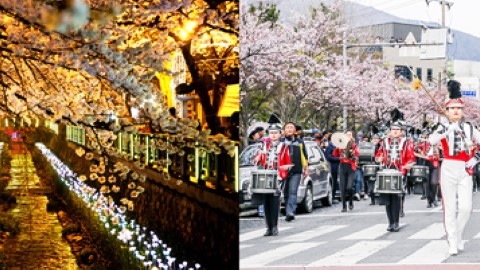 賞櫻一日遊 韓國粉紅國度──鎮海