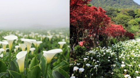 去陽明山 穿梭白色花海