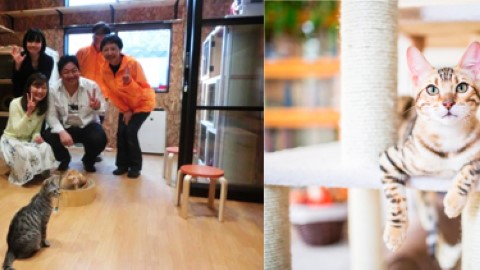 親親流浪貓 福岡人貓共住旅館