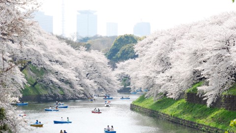 日本各都道府縣 賞櫻 Best Spot 大盤點