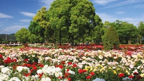 浪漫五月 必去日本 5 大玫瑰園