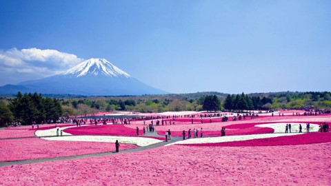 4 月芝櫻盛放 東京近郊 3 大賞花名點
