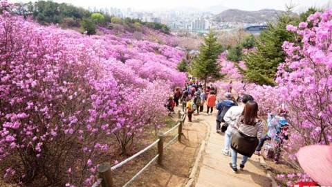 45分鐘車程！首爾近郊賞花行 漫山粉紅杜鵑＋糖霜櫻花