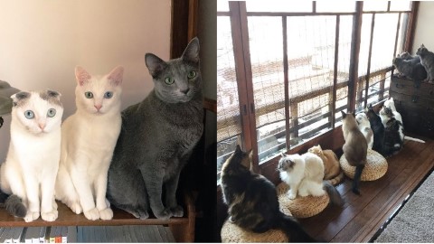 喵奴必去 13 隻喵星人陪你飲咖啡