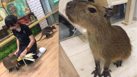 超療癒 Cafe 水豚君畀你攬上身