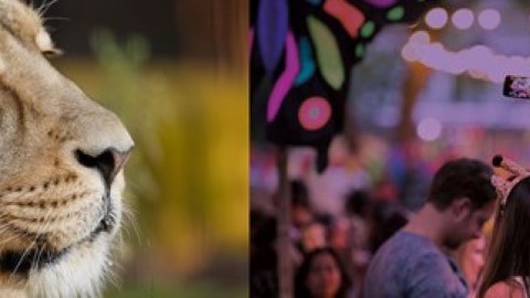 大膽仔出動！ 去倫敦與獅子王森巴同眠　