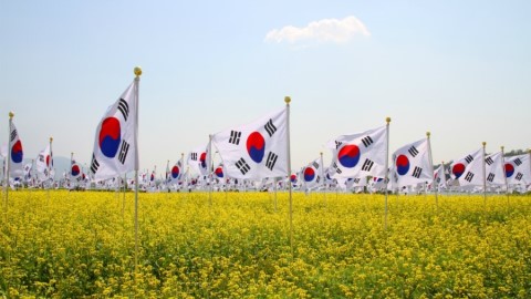 油菜花登場！ 唔止釜山濟洲 首爾都有得睇