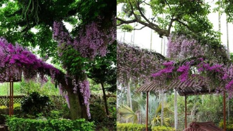 天宮石斛蘭花 粉色蘭花樹上一瀉而下