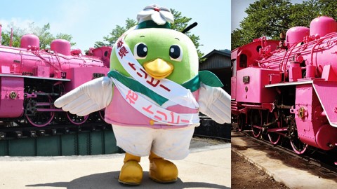 期間限定！ 鳥取超浪漫粉紅火車
