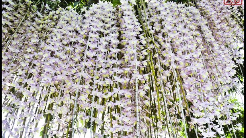 台南傳奇賞花秘景 白河石斛蘭瀑布