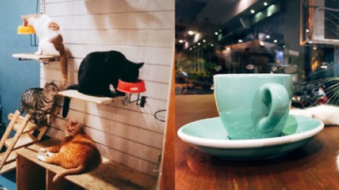 5隻貓店長 hea 駐愛心貓 Cafe