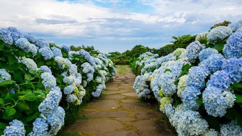 夏天濟州賞花第一彈 走進繡球花花路
