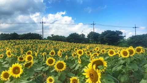 夏日必遊  濟州島向日葵花田