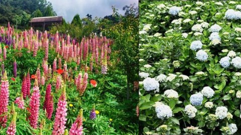 5、6 月台灣賞花首選 繡球花與魯冰花