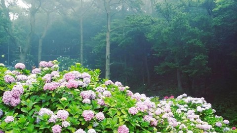 釜山繡球花節 山上望海景 寺廟旁賞花