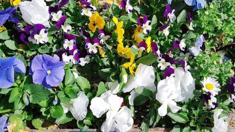 韓國交通卡 T-Money 款式多多 你有多少款？