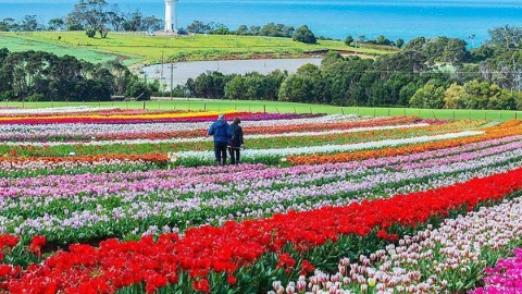 南半球最大鬱金香花海 9 月尾等緊你