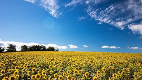 日本最大 北竜町無邊際太陽花田