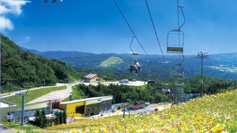 名古屋出發！ 西日本最大百合園　暑假限定開放