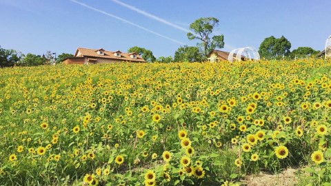 交通方便！ 大阪 3 大夏日太陽花海