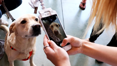 神器一出 喵星人汪星人乖乖影相