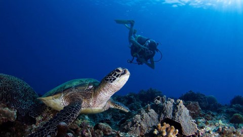 美麗的海底世界 飽受垃圾污染