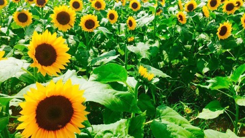 暑假必去 7 大關東夏季限定絕景