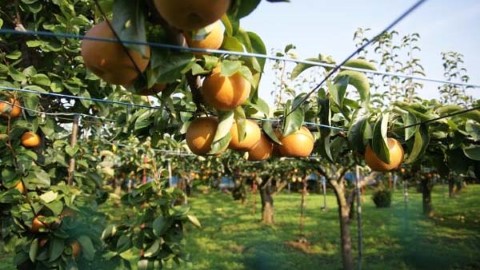 夏日即摘即食體驗 東京近郊 5 個必去果園