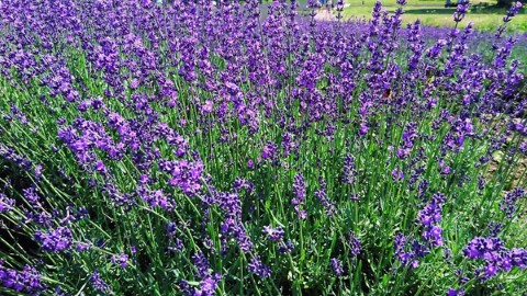 東京日歸小旅行！ 期間限定關東最大薰衣草園