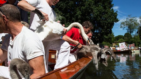 年度數天鵝！ 英女王泰晤士河「鵝」口普查