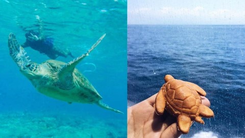 小琉球 陸地上注意！ 海龜爬入你個肚