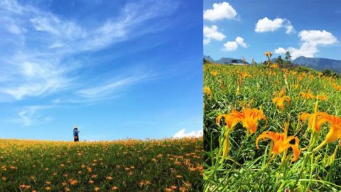 金針花季開始 花蓮 忘憂賞花海