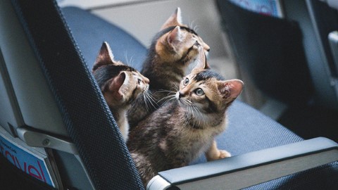 儲哩數狂熱！ 寵物都有飛行獎賞 儲積分換優惠