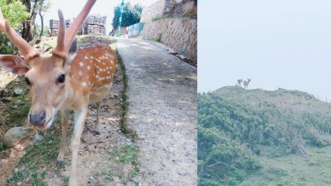 台灣 大坵島 追蹤過百隻野生梅花鹿
