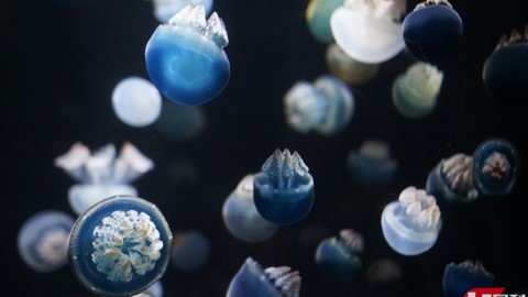 日本 世界級水母魚缸