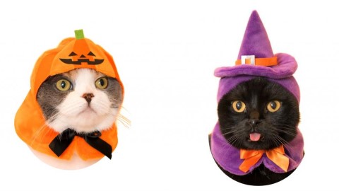 去 日本 扭！ 1套4款萬聖節主題貓帽