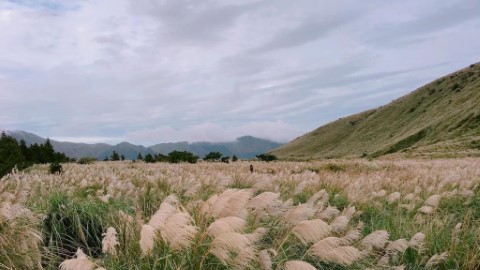 台北  3 大行山賞芒草路綫 金黃海洋入秋必睇！